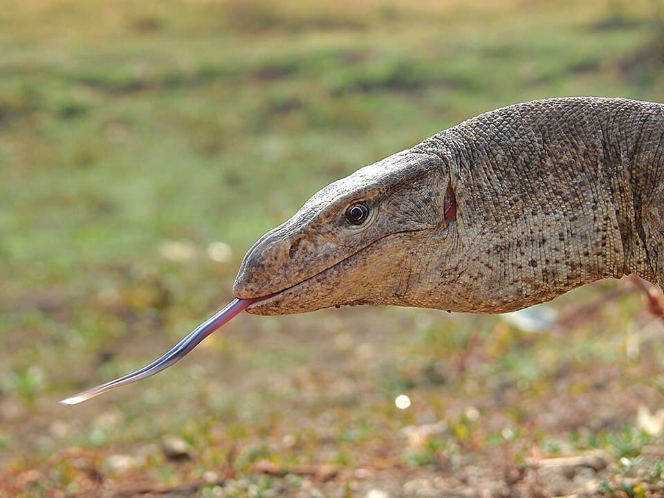 Land Monitor Lizard