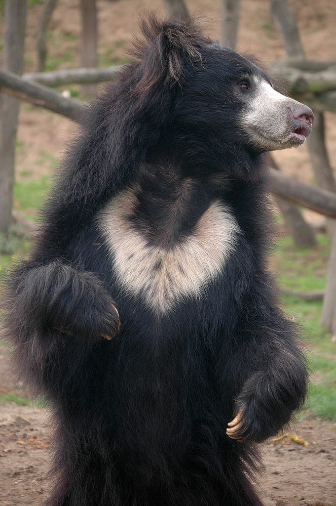Sri Lankan Sloth Bear