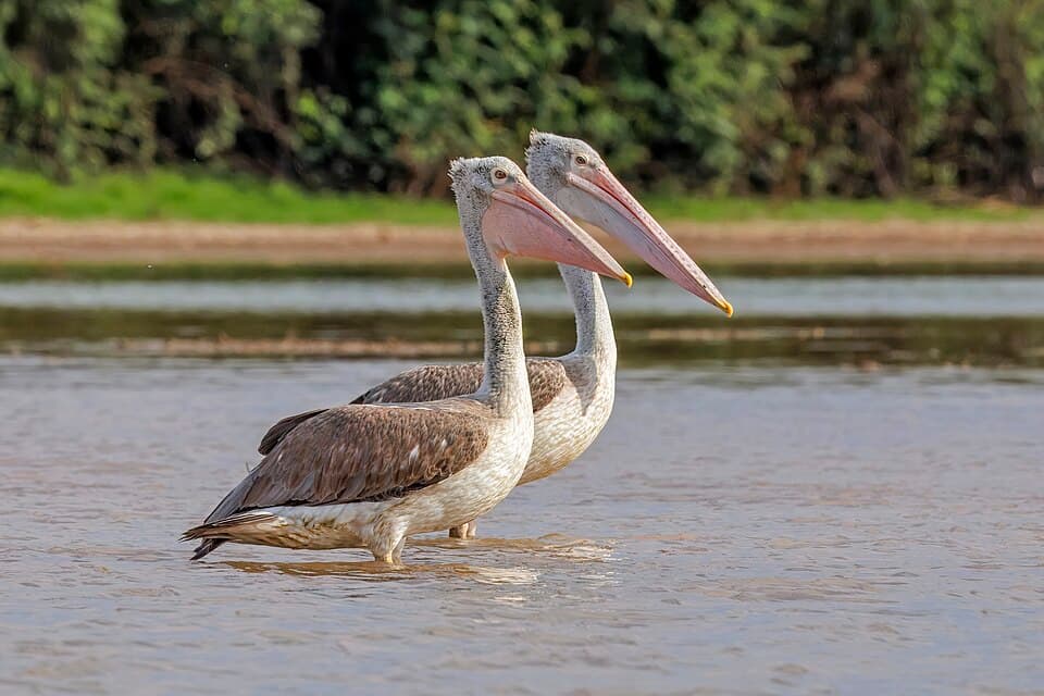 Spot-Billed Pelican
