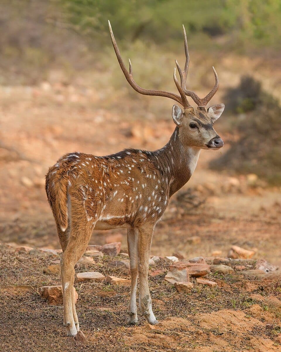 Spotted Deer (Chital)