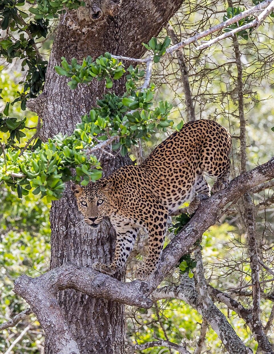 Sri Lankan Leopard