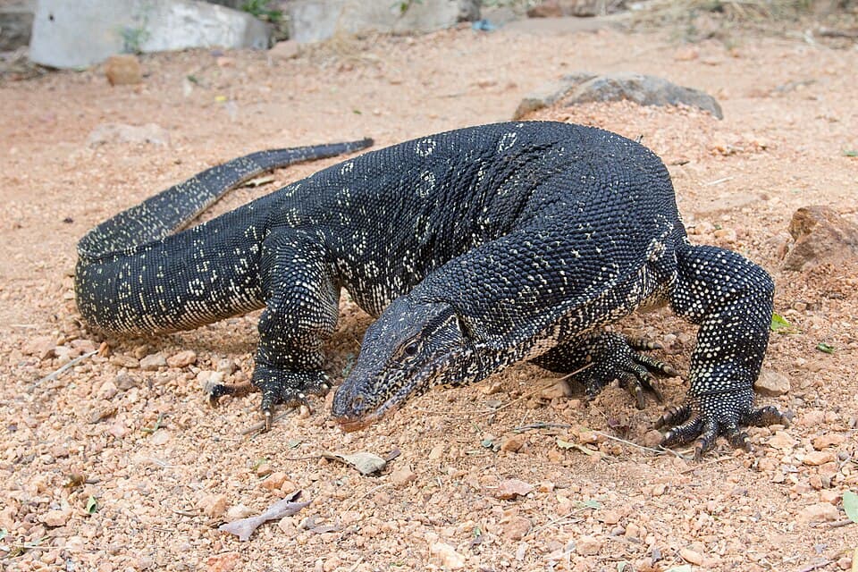 Water Monitor Lizard