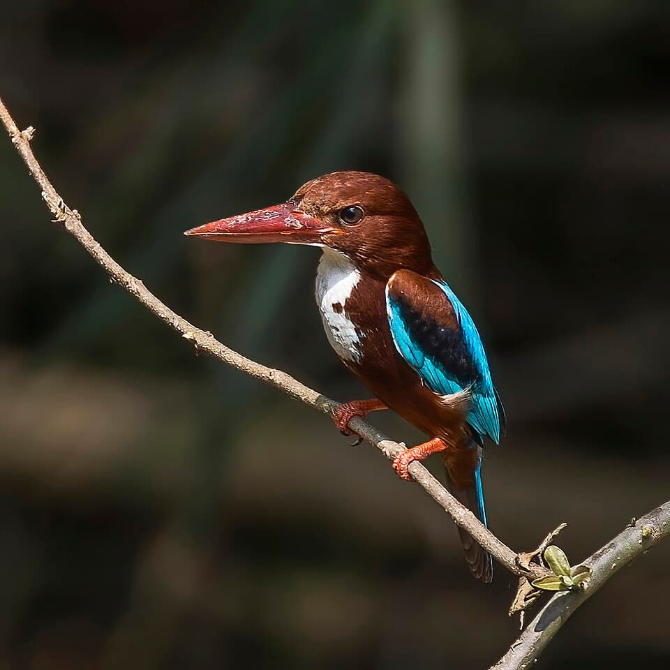 White-Throated Kingfisher