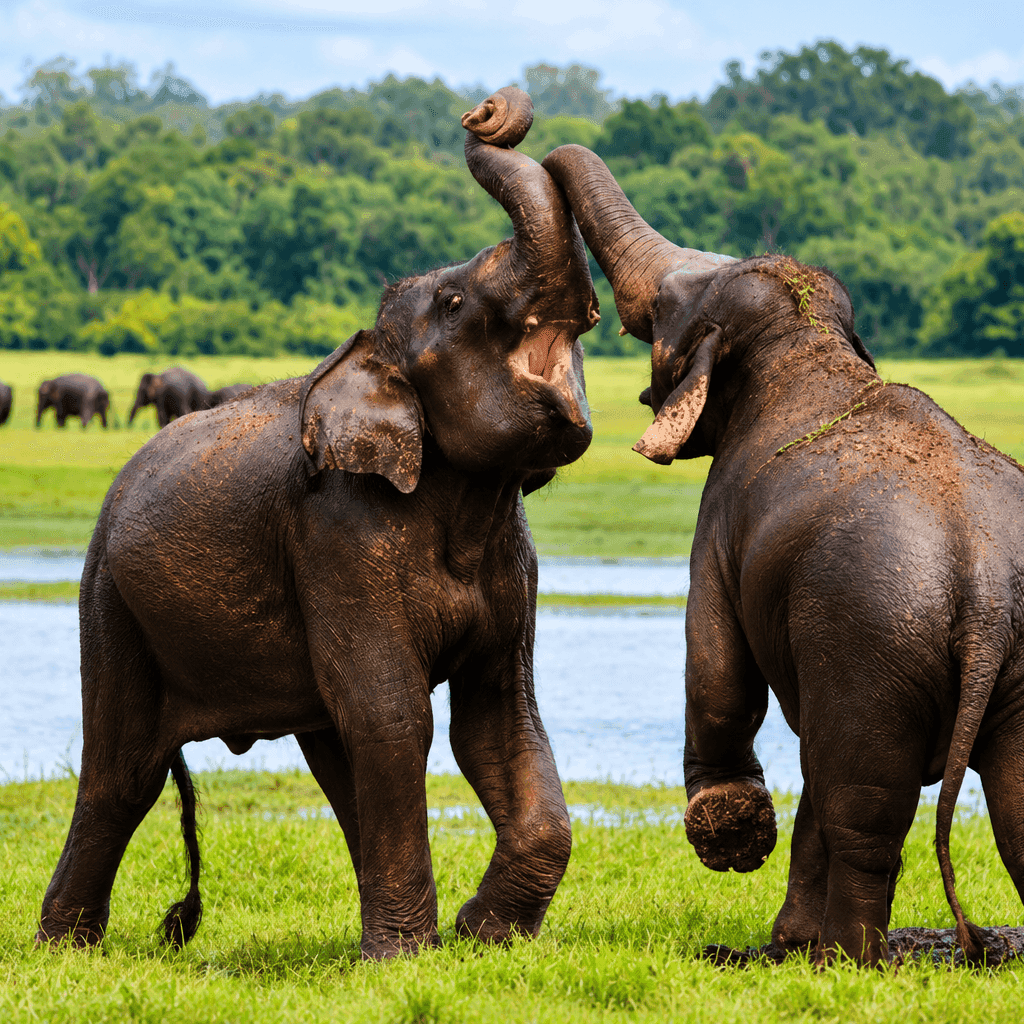 Morning Safari in Udawalawe: Sunrise Elephants & Early Dawn Wildlife