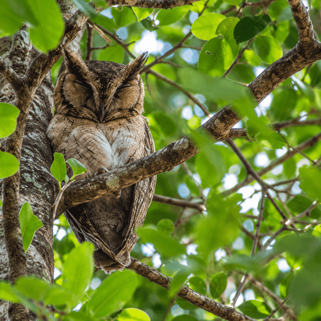 Avian Wonders: Bird Watching Tours in Udawalawe