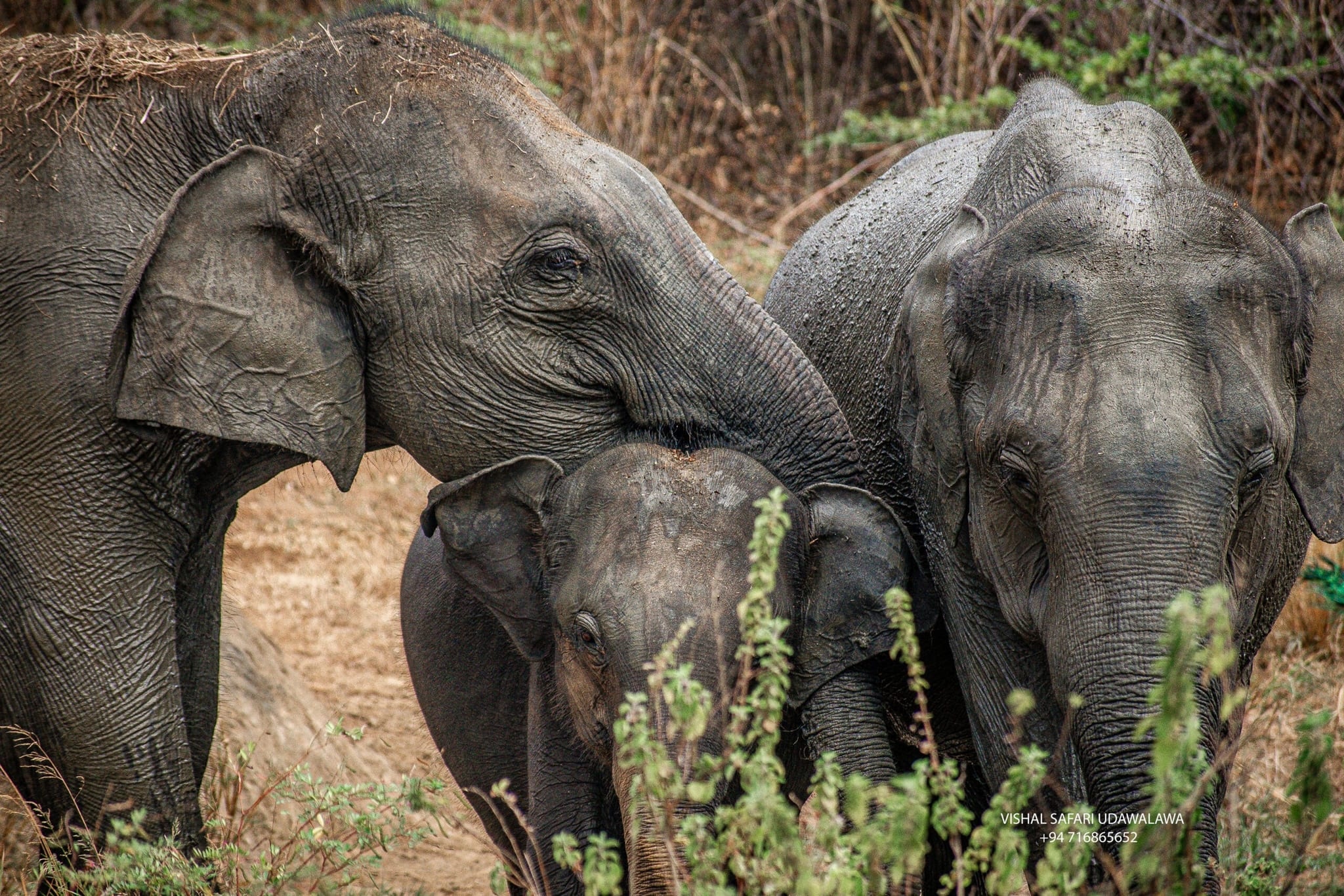 Udawalawe Elephants