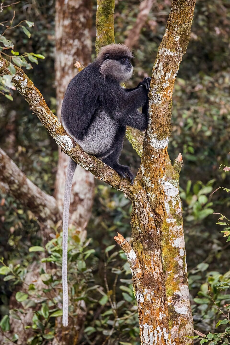 Your Gateway to Unforgettable Safari Adventures in Udawalawa