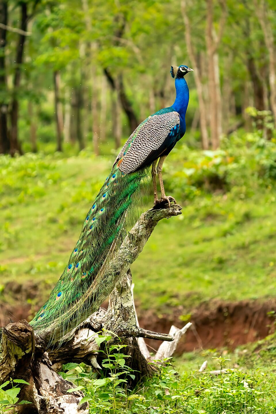 Capturing the Essence of Udawalawe Wildlife