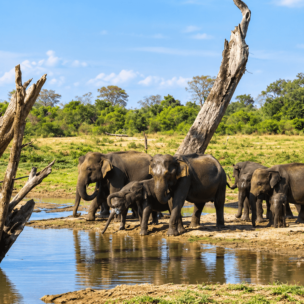 3 Hour Safari (4/4)