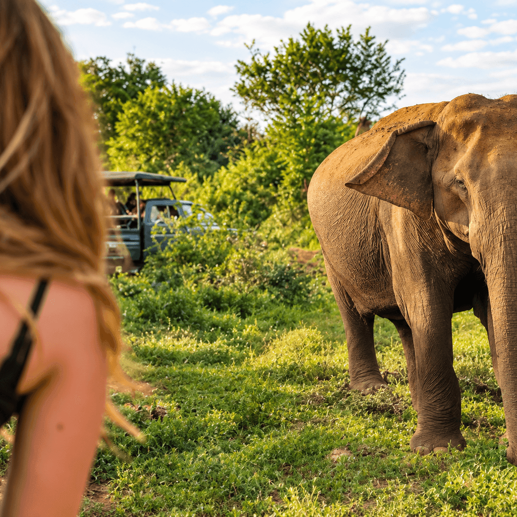 6 Hour Safari (4/4)